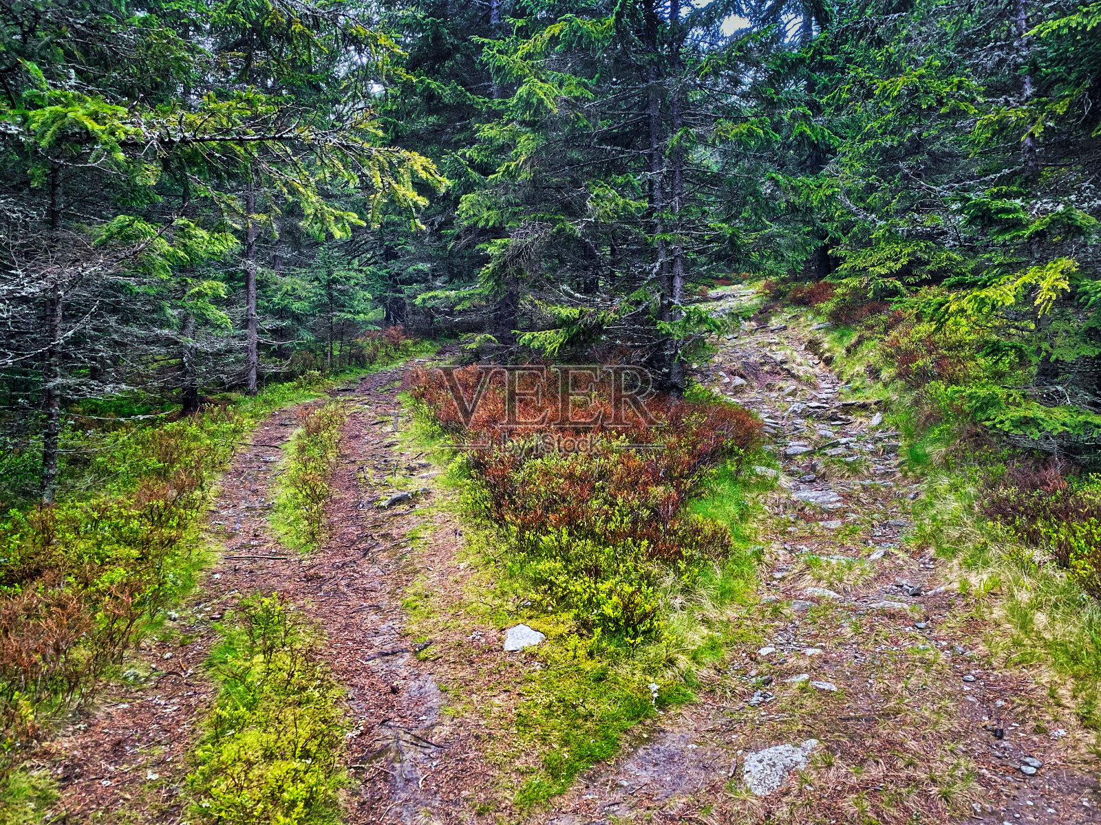 穿越森林的徒步小径照片摄影图片