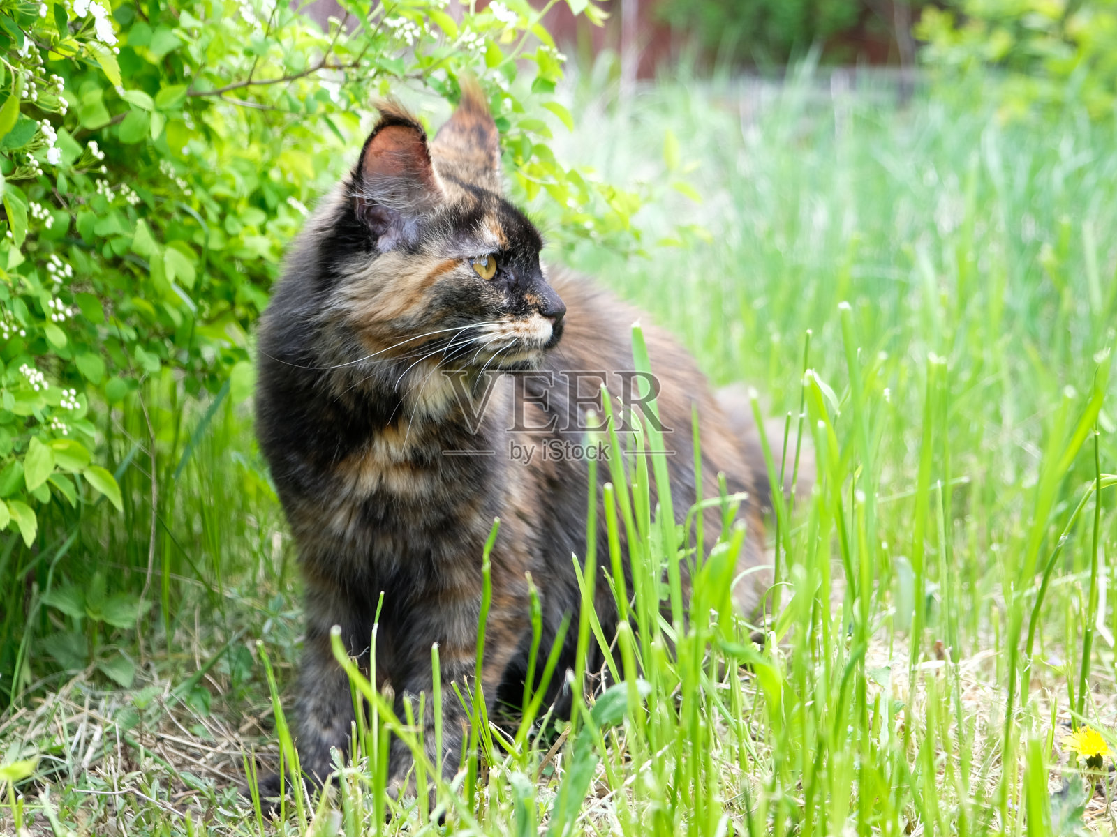 花园里的缅因浣熊照片摄影图片