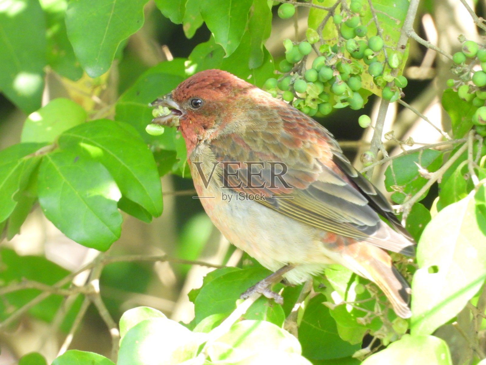 常见的朱雀照片摄影图片