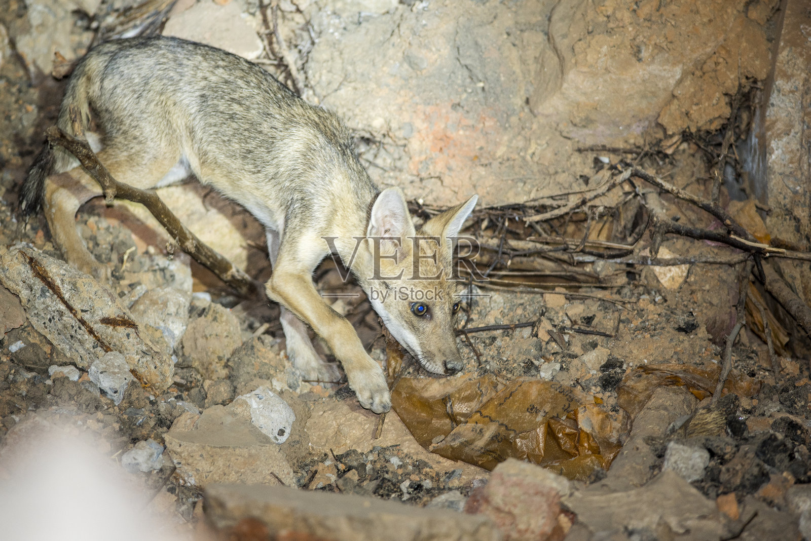 印度金豺照片摄影图片