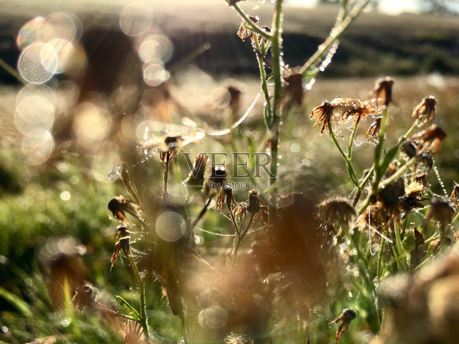 早期的早晨照片摄影图片