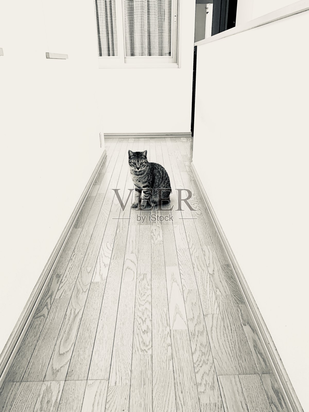 盯着猫照片摄影图片