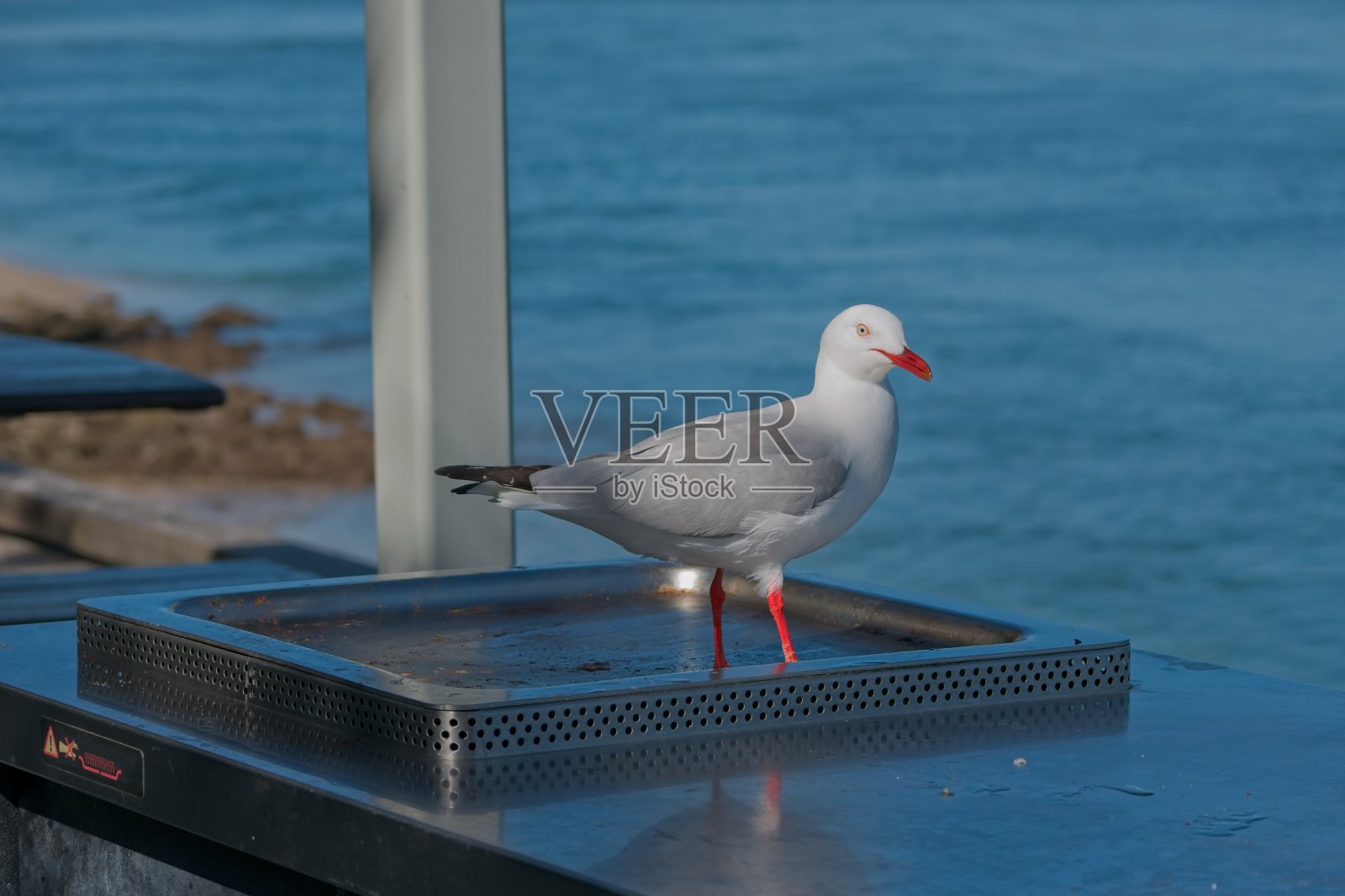 澳大利亚银鸥正在吃烧烤剩下的食物的海鸥照片摄影图片