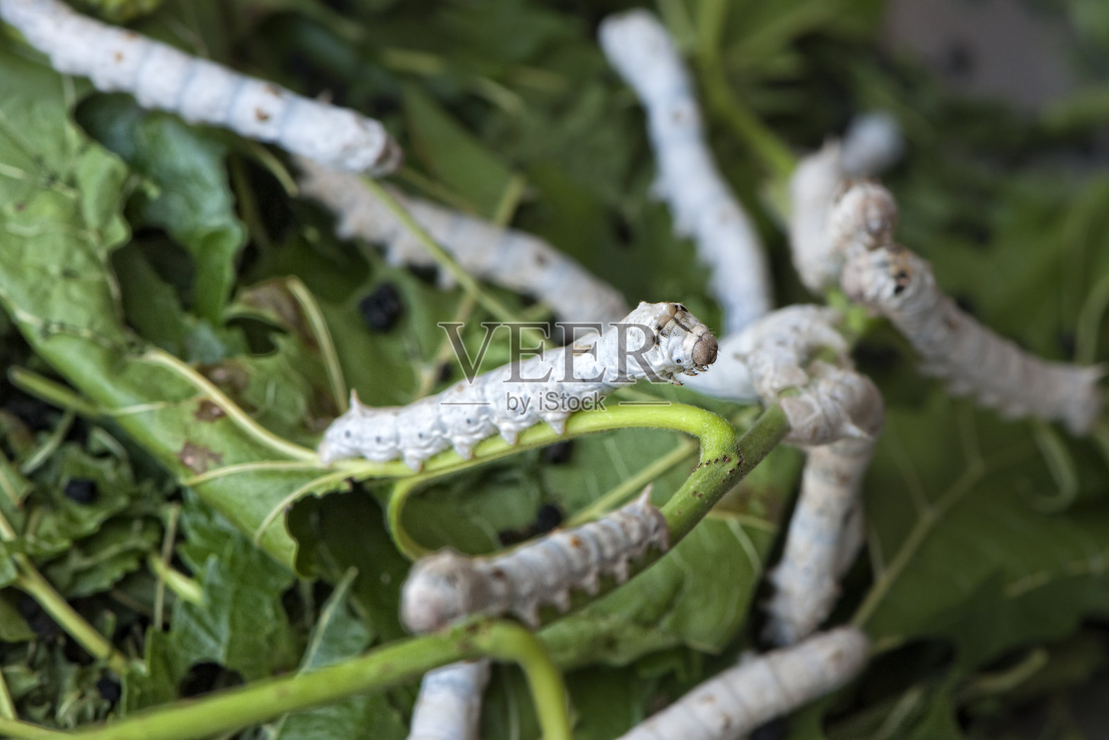 蚕育种照片摄影图片