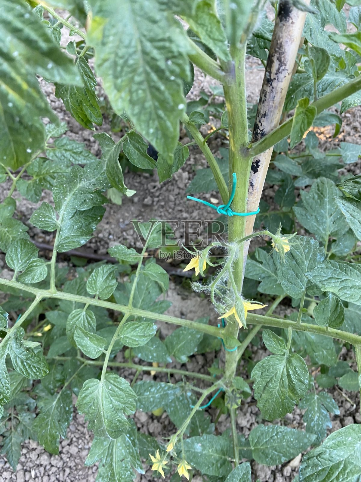 西红柿照片摄影图片