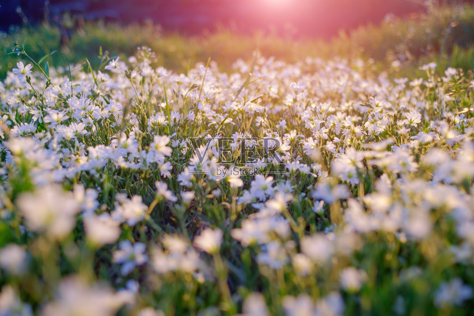 夏天的本性。日落时的景观草地。近看白花在阳光下。模糊和选择焦点背景。照片摄影图片