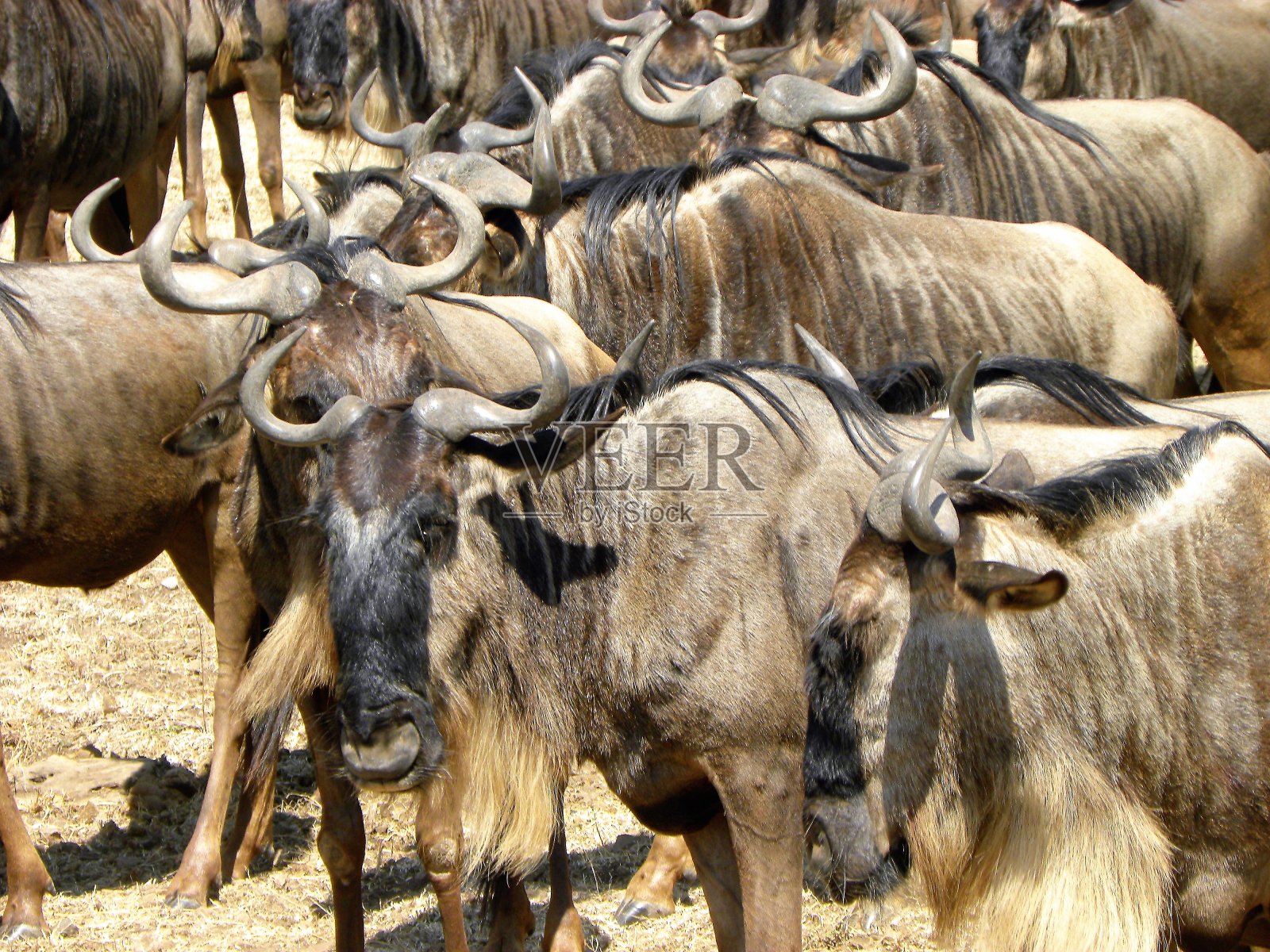 坦桑尼亚的一群角马照片摄影图片
