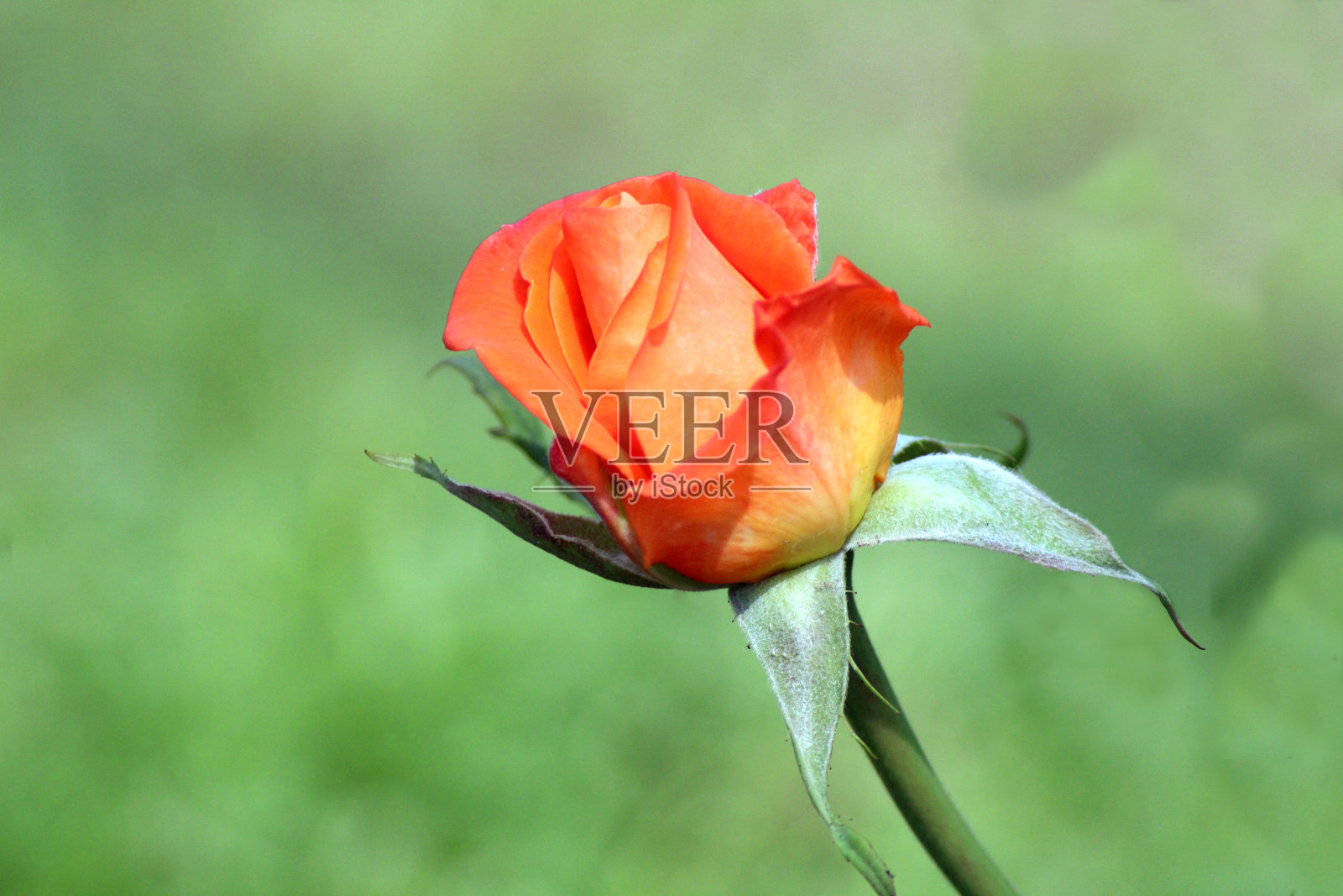 橙玫瑰照片摄影图片