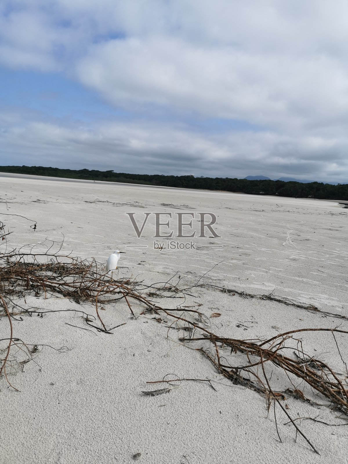 白色的鸟照片摄影图片