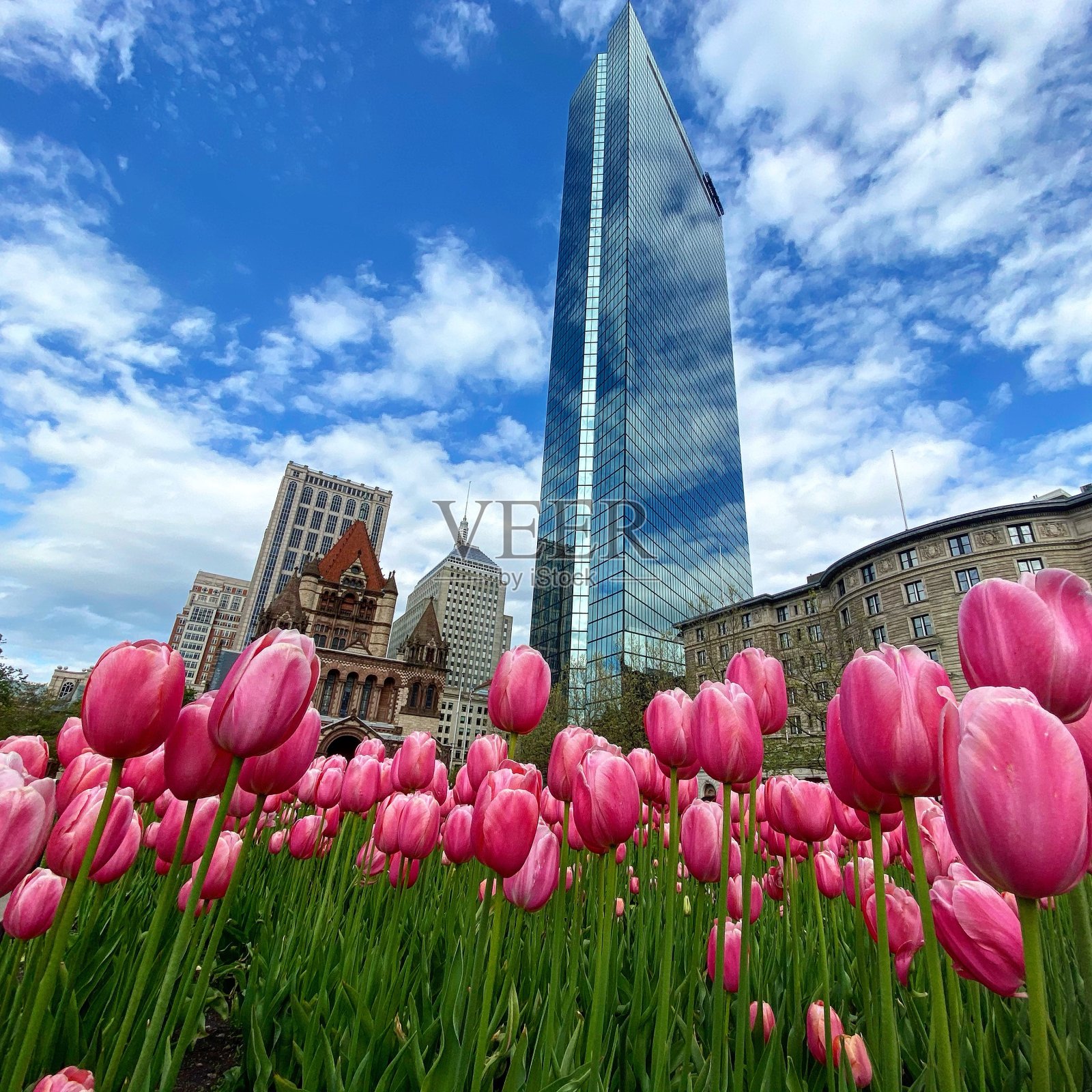 波士顿约翰·汉考克大厦前盛开的郁金香照片摄影图片