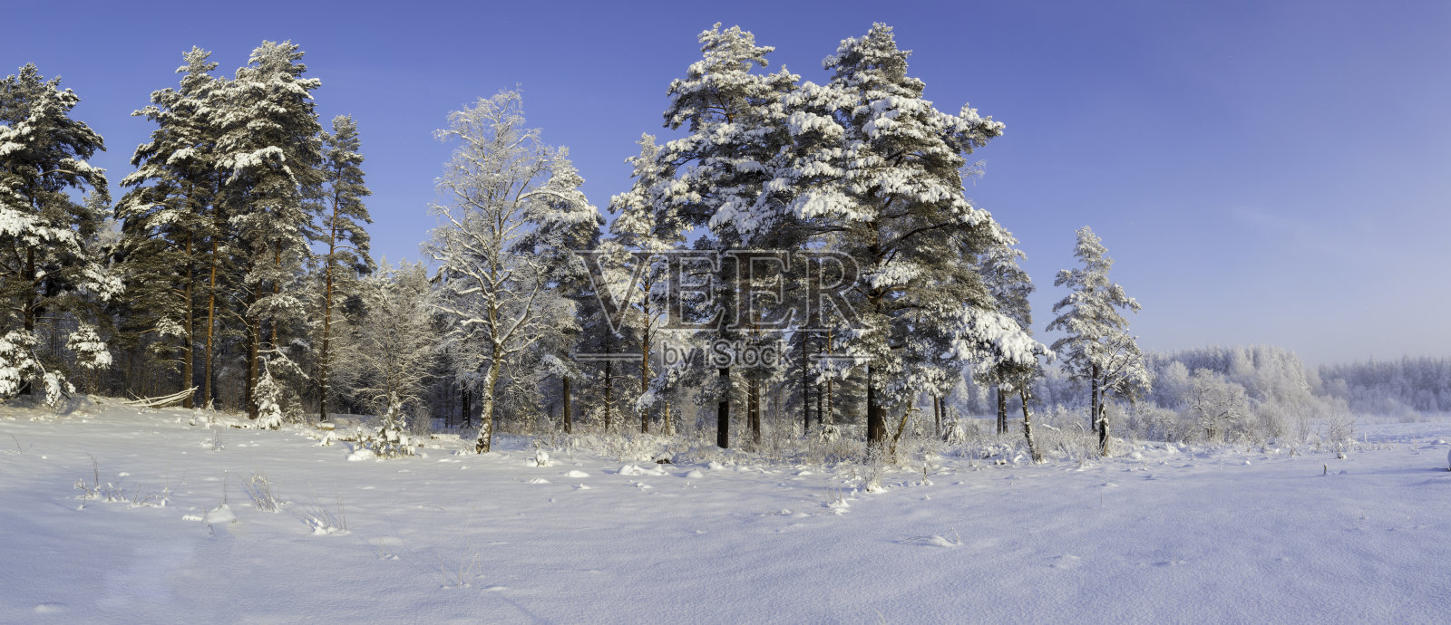 林中空地上的一个阳光明媚的日子。照片摄影图片