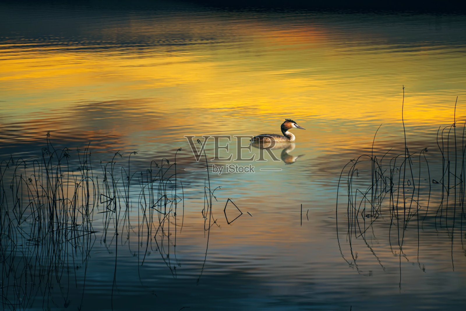 鸭子游泳。五颜六色的水背景。鸟:大冠毛鸊鷉。Podiceps cristatus。照片摄影图片