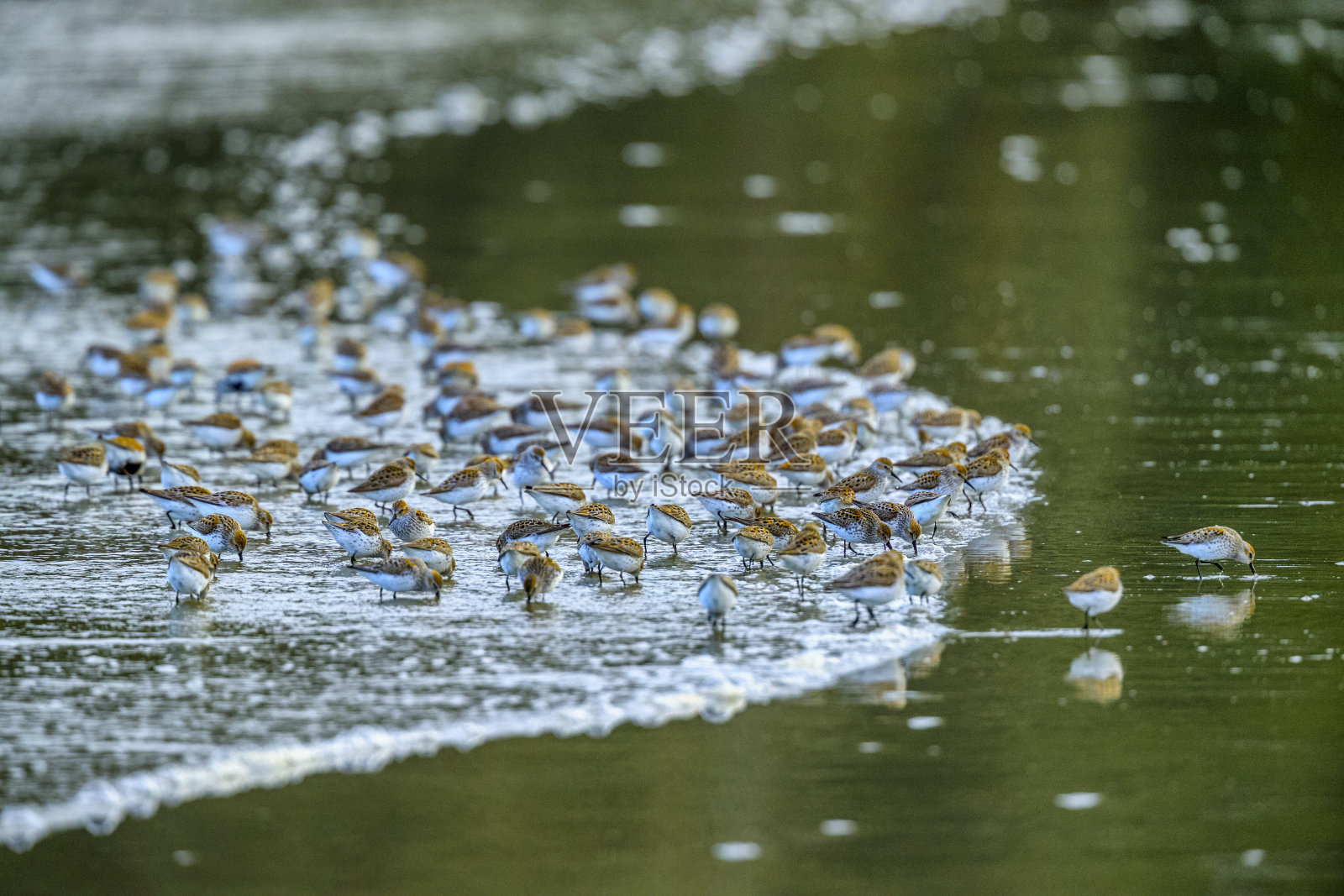 不列颠哥伦比亚省温哥华岛照片摄影图片