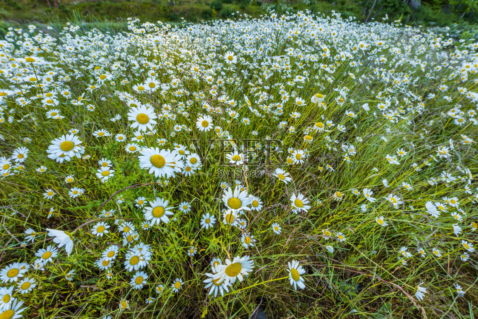 不列颠哥伦比亚省温哥华岛照片摄影图片