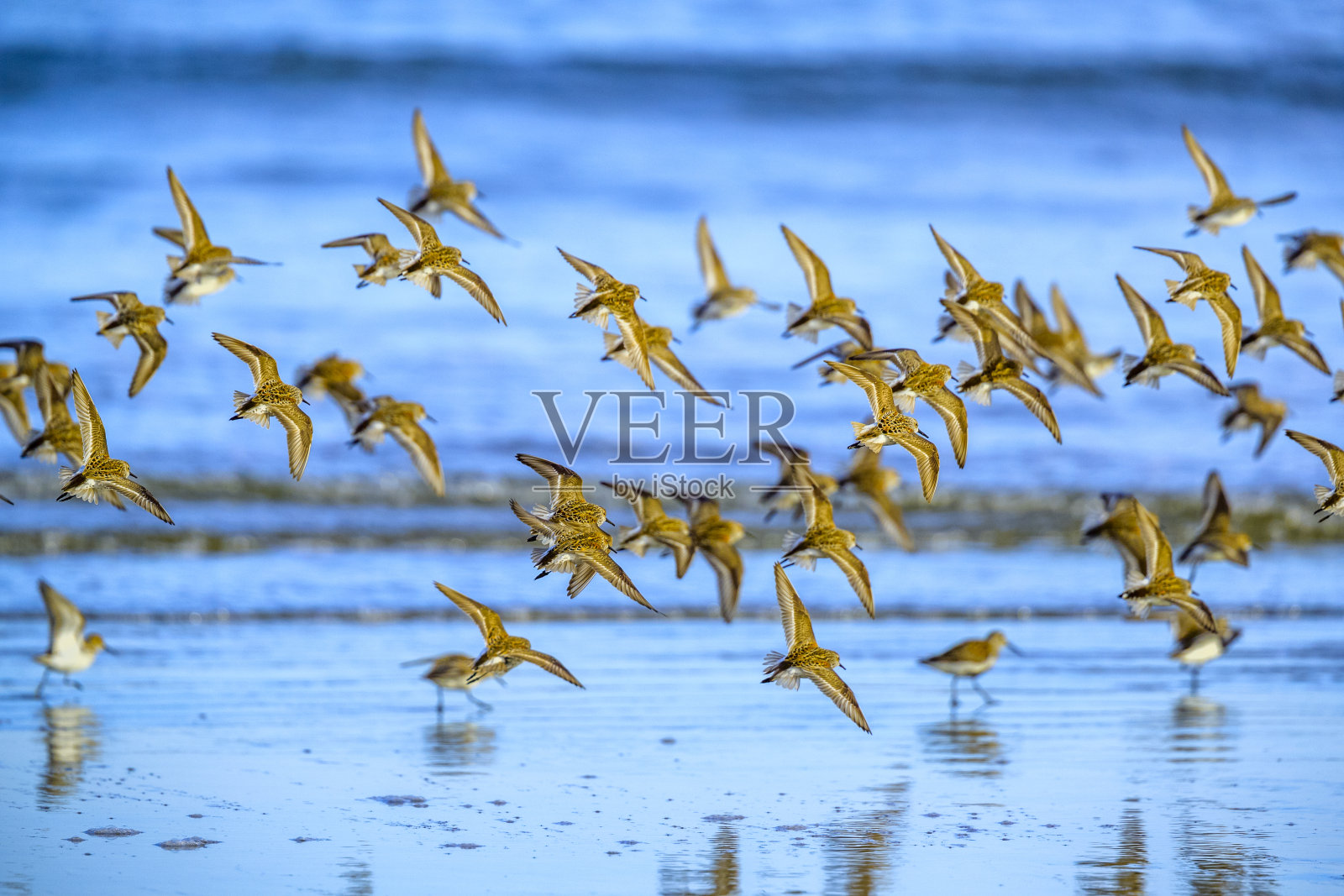 不列颠哥伦比亚省温哥华岛照片摄影图片