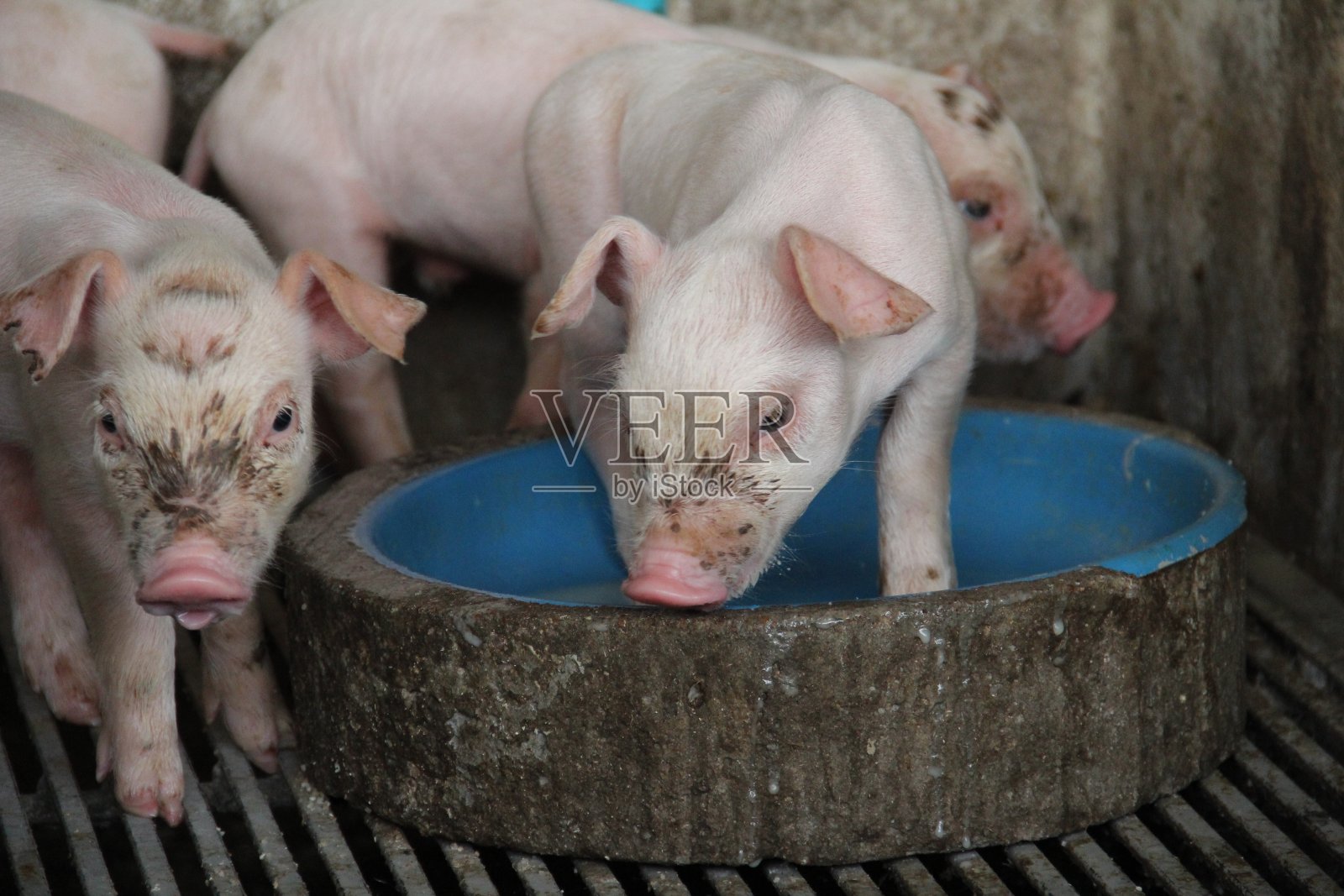 农场健康新生仔猪照片摄影图片