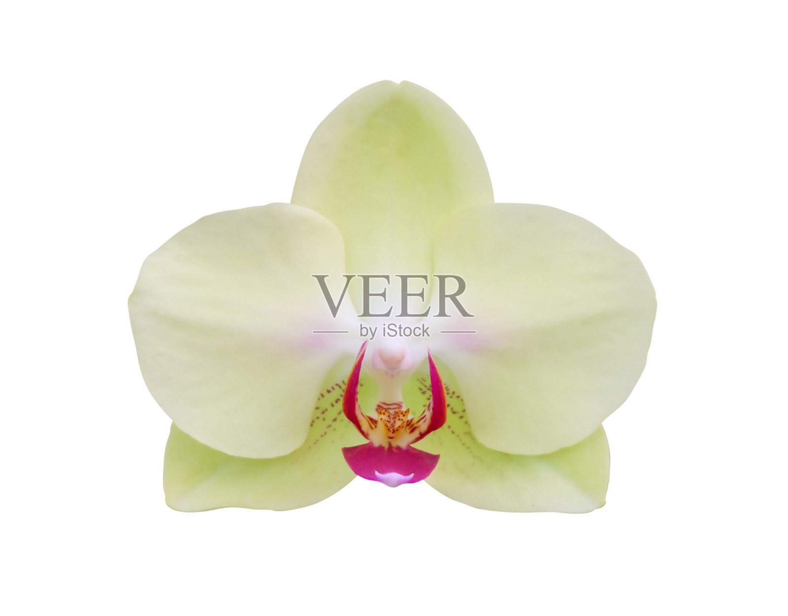 美丽的蝴蝶兰花孤立在白色的背景照片摄影图片