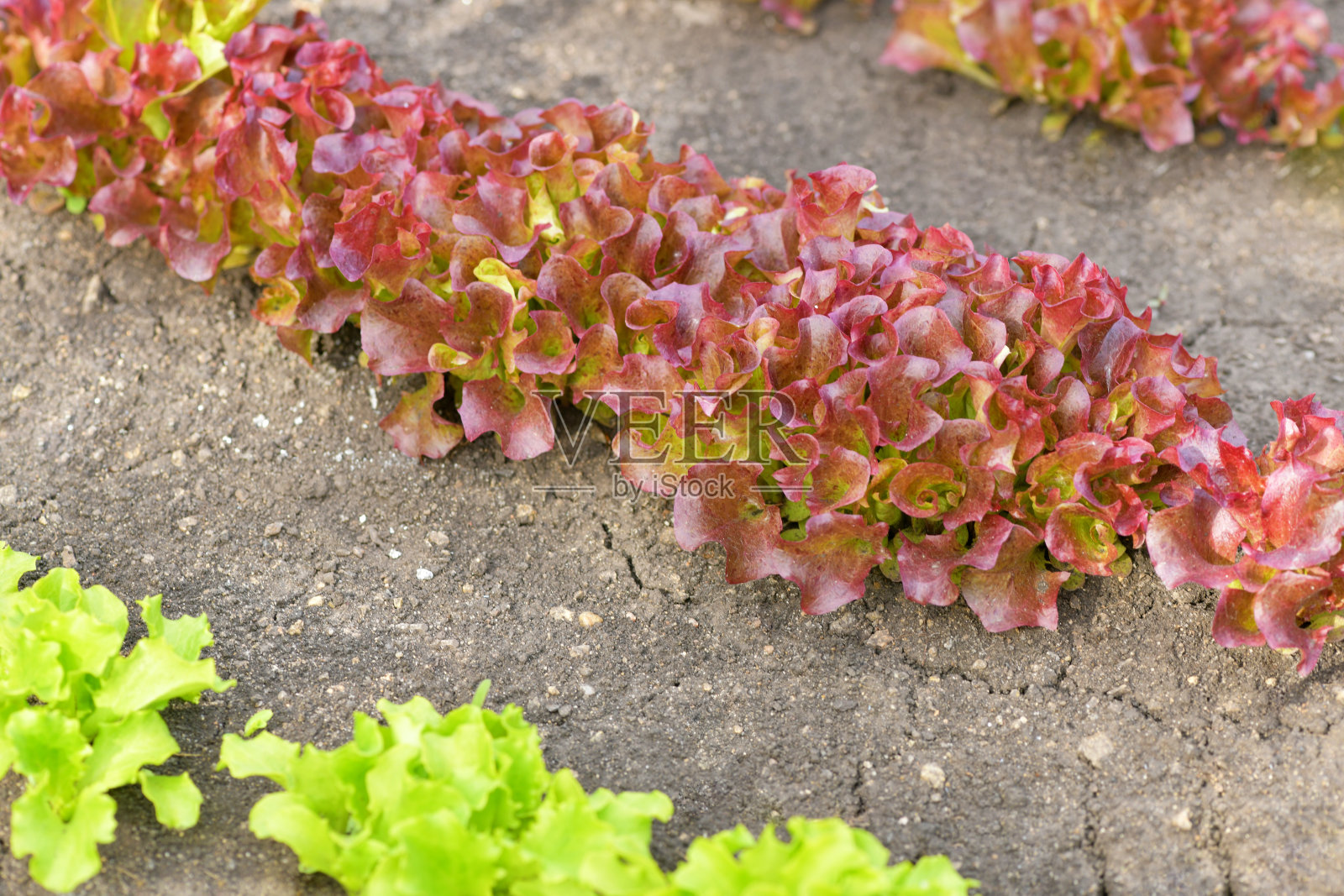 绿色和棕色的莴苣叶子在花园里特写。春天的宏观背景照片摄影图片