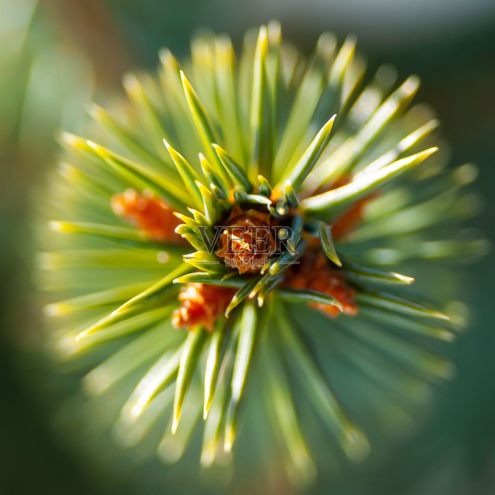 杉木芽宏照片摄影图片
