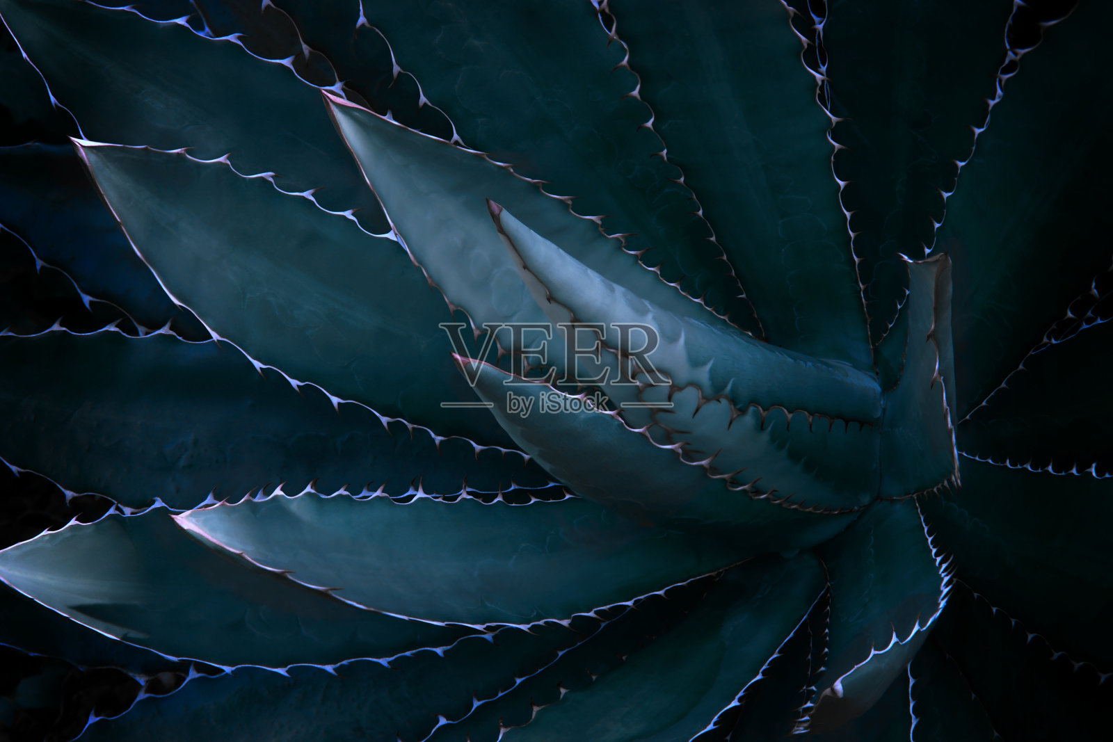 深蓝色调龙舌兰植物自然图案背景照片摄影图片