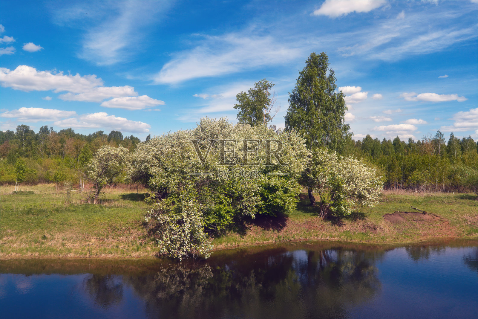 春天的景观是一个小湖被开花的树木包围。照片摄影图片