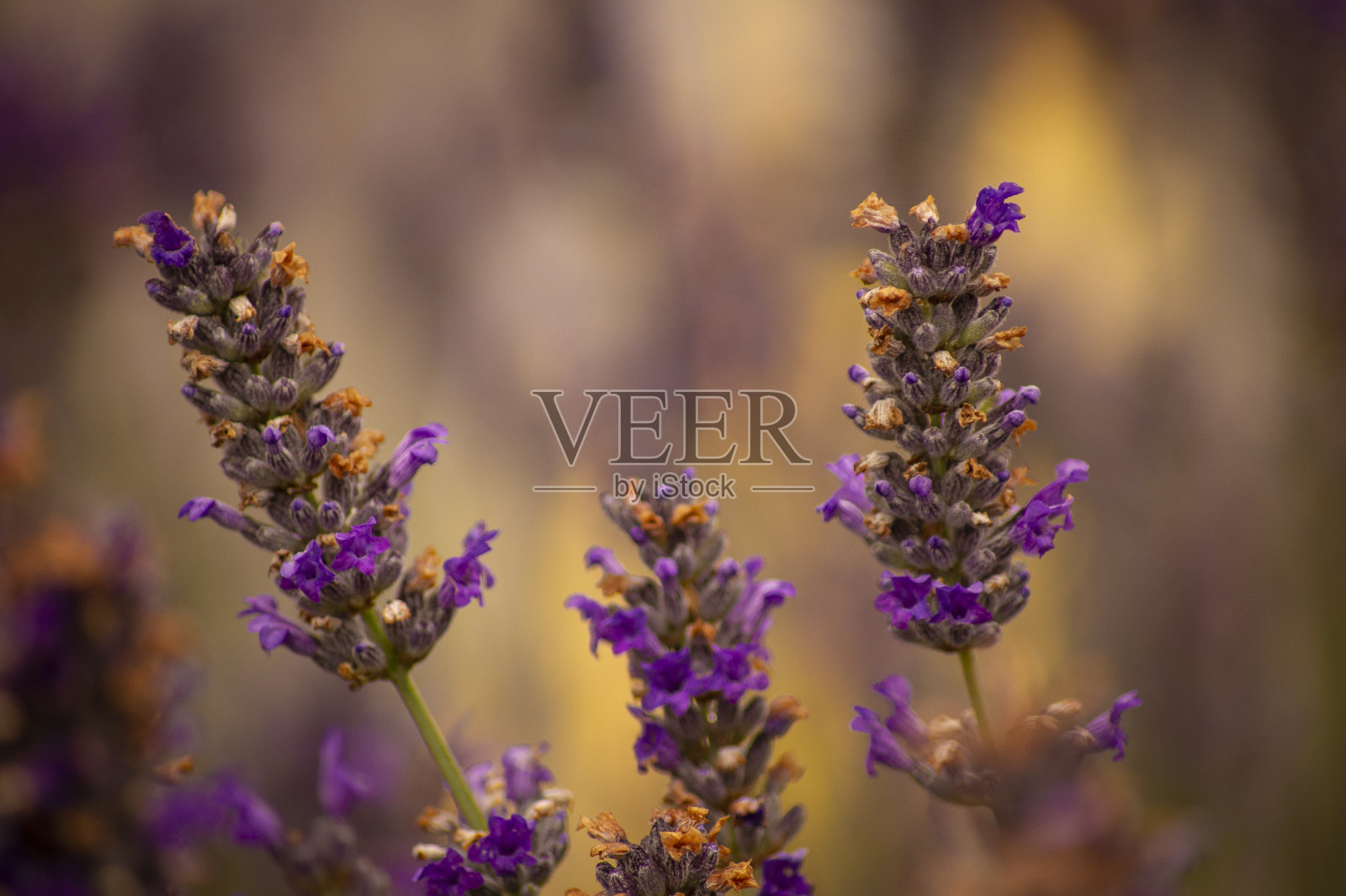 夕阳下的薰衣草田照片摄影图片