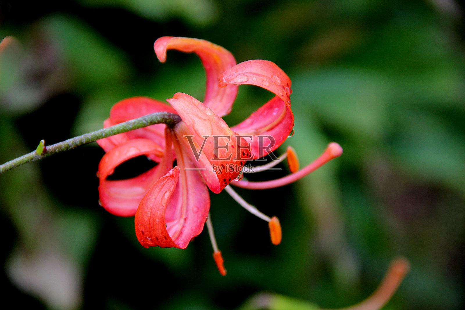 一朵美丽的红花,花瓣弯在细细的花梗上,低垂着照片摄影图片