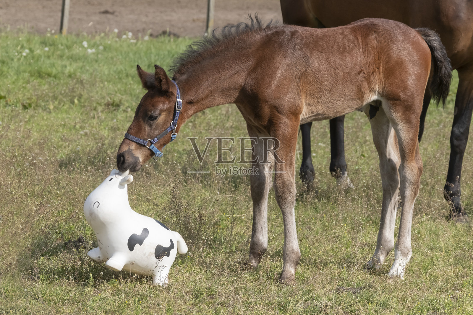 棕色的骏马小马驹正玩着色彩鲜艳的橡胶充气动物玩具,在牧场上骑马照片摄影图片