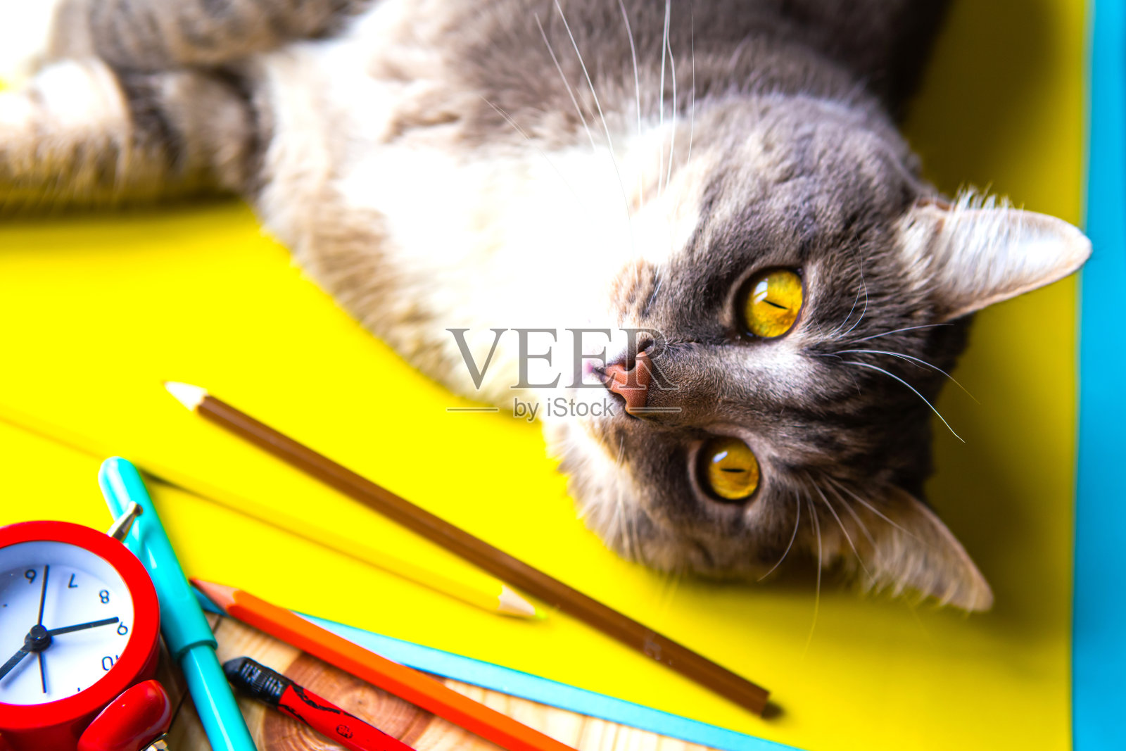 灰猫和学习用品。返校理念照片摄影图片