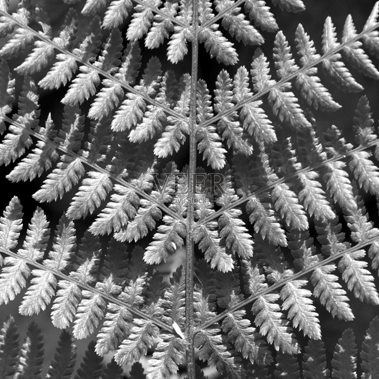黑色和白色抽象蕨类图案照片摄影图片