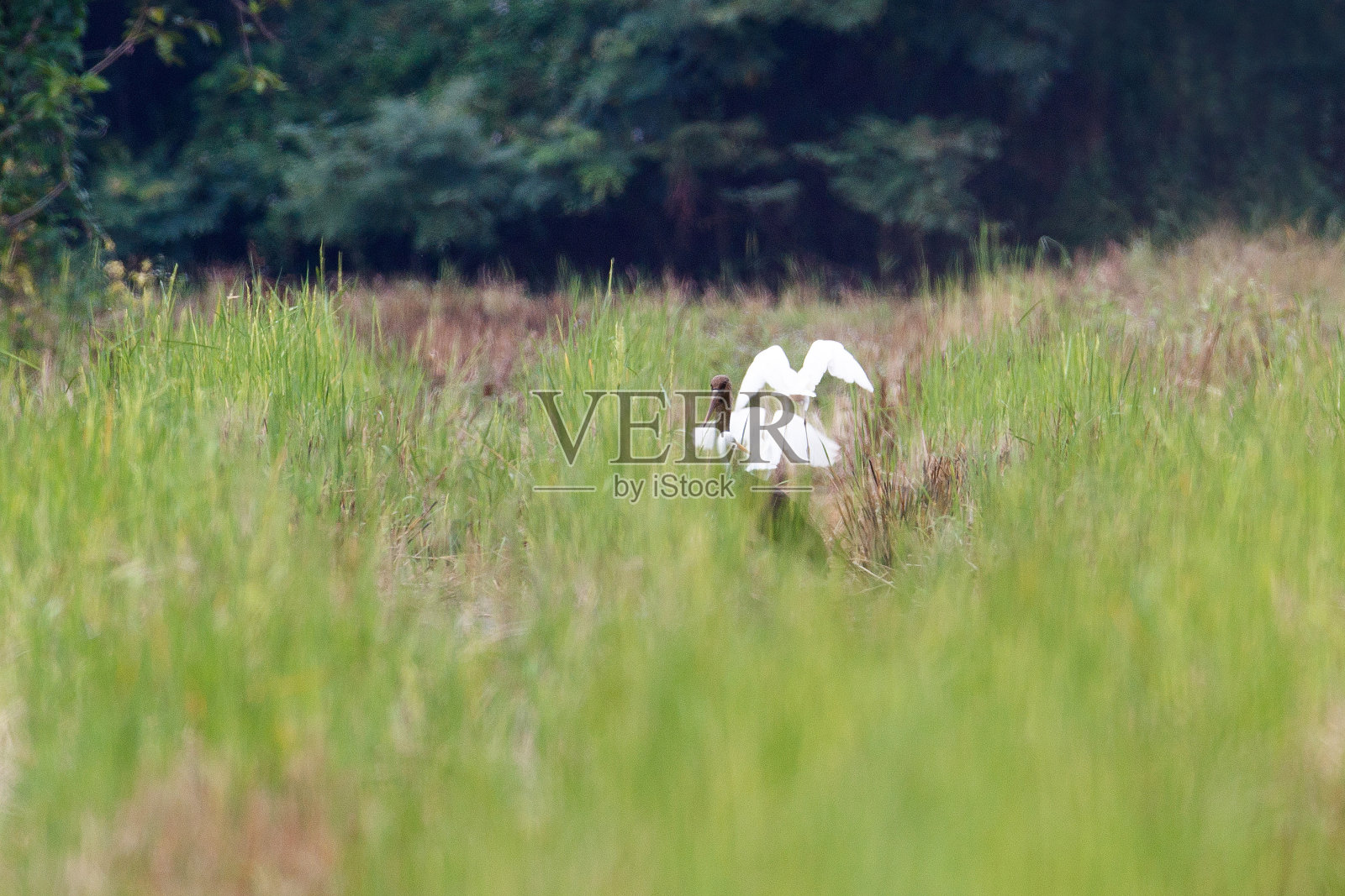 成年黑鹳(黑鹳)照片摄影图片