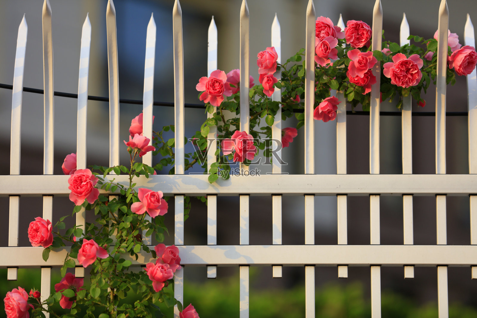 夏天,玫瑰盛开照片摄影图片