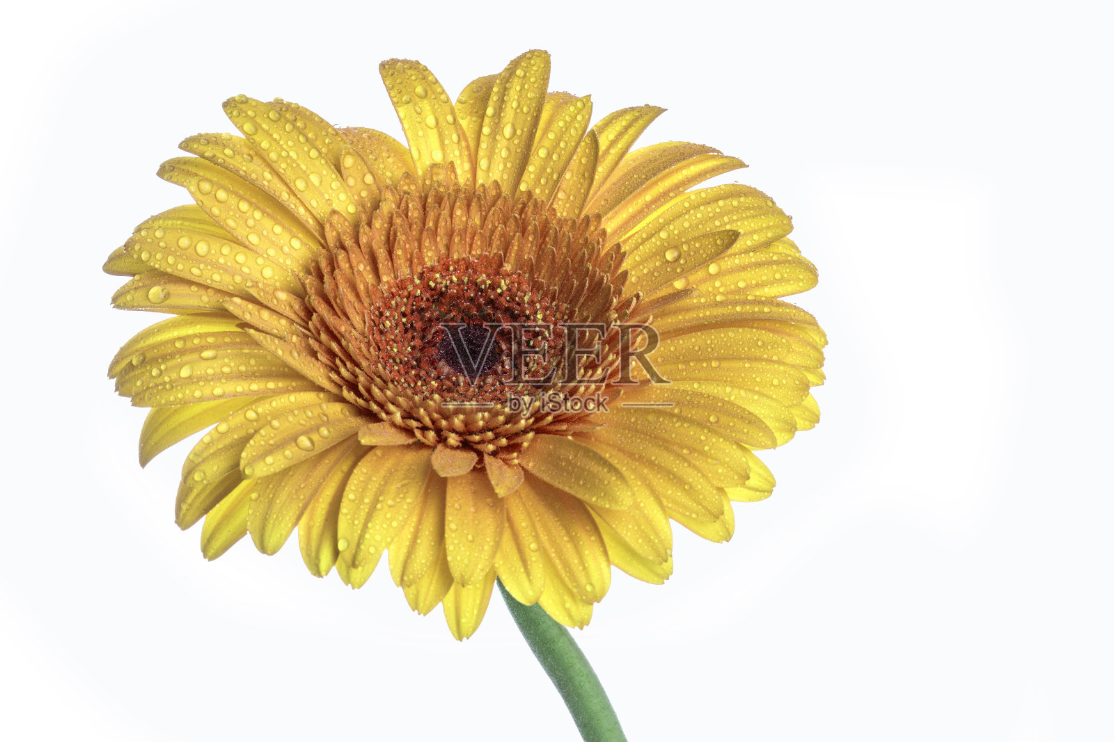 黄色的科柏花孤立在白色上照片摄影图片