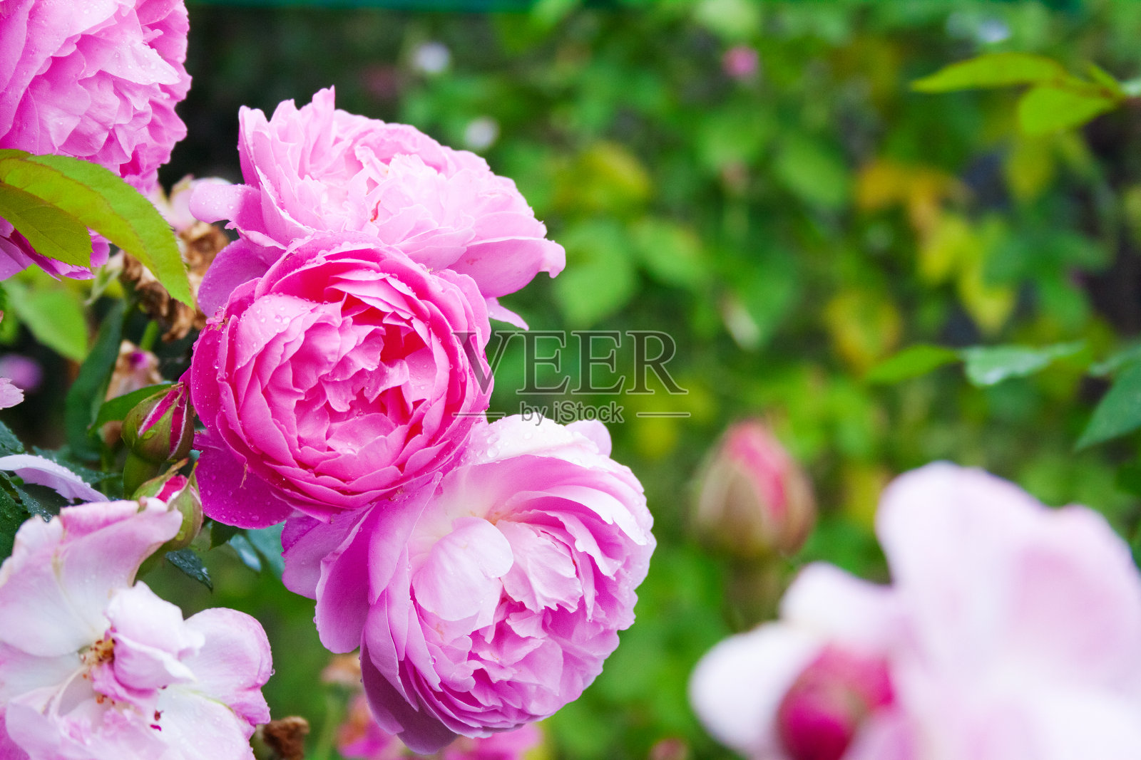 美丽的特写,粉红色的玫瑰在绿色的背景。照片摄影图片