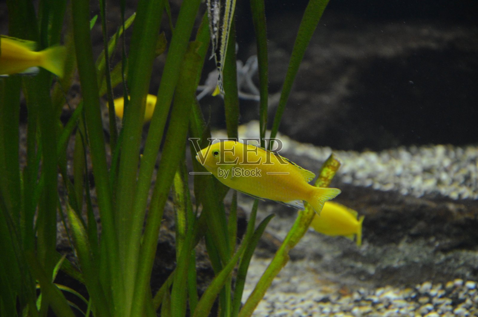 德国法兰克福水族馆的热带鱼照片摄影图片