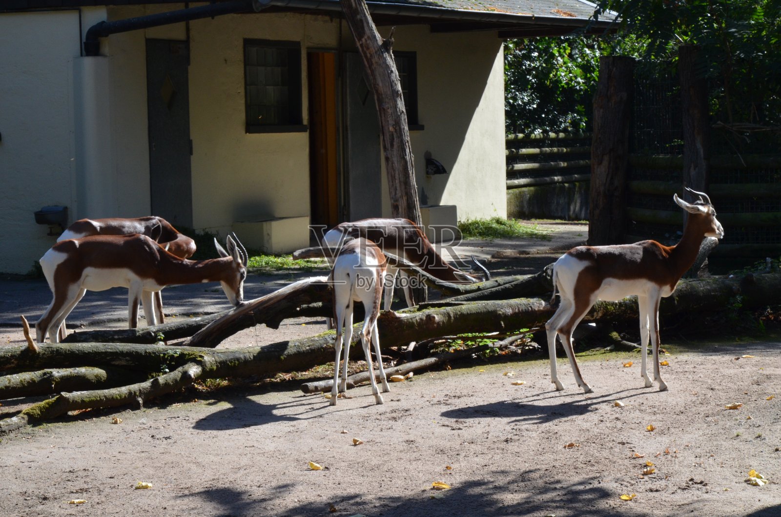 法兰克福动物园的瞪羚(Nanger Dama)照片摄影图片