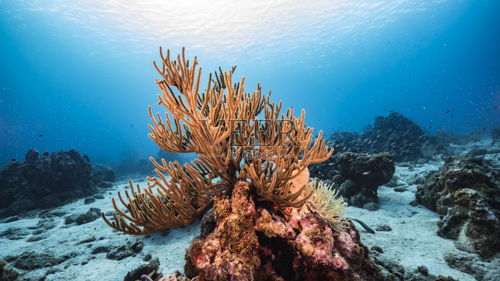 在加勒比海珊瑚礁的绿松石海水/库拉索岛与海葵,鱼,珊瑚和海绵照片摄影图片
