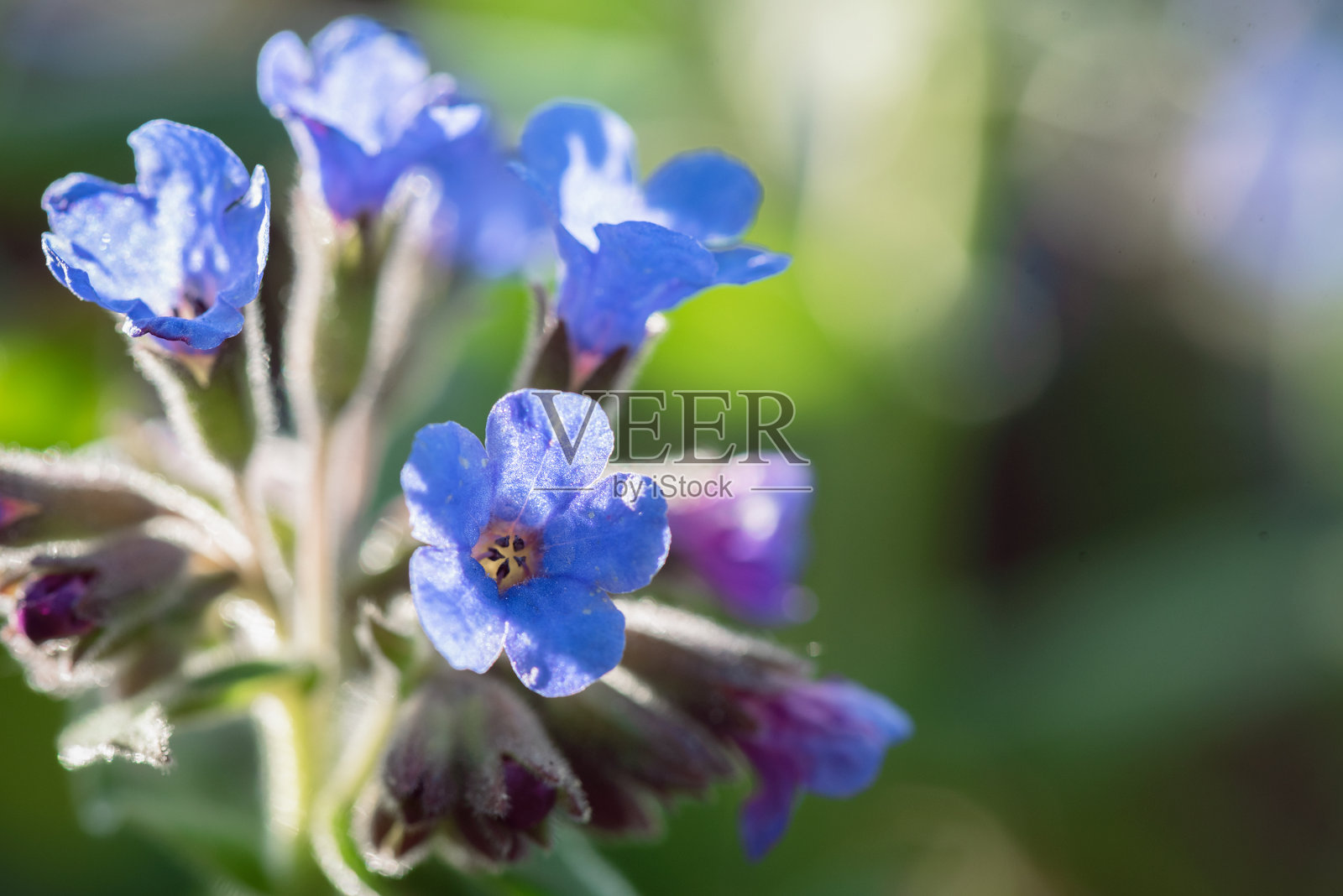 花。照片摄影图片