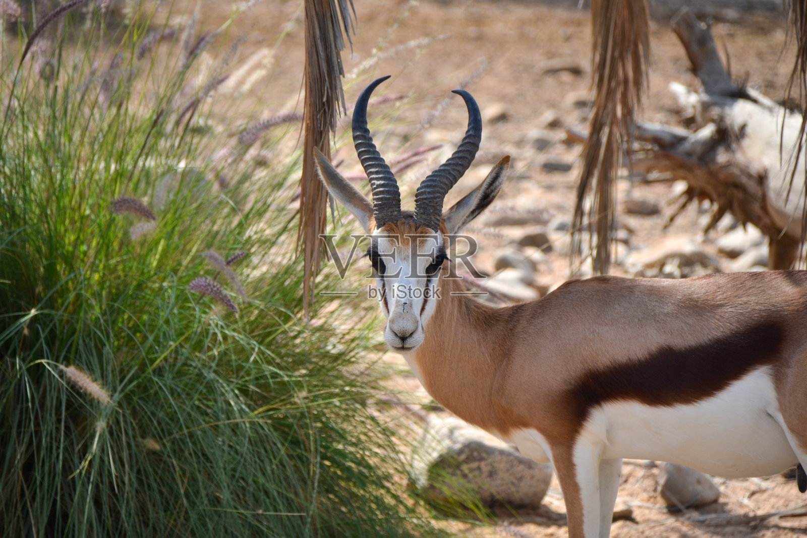 鹿照片摄影图片