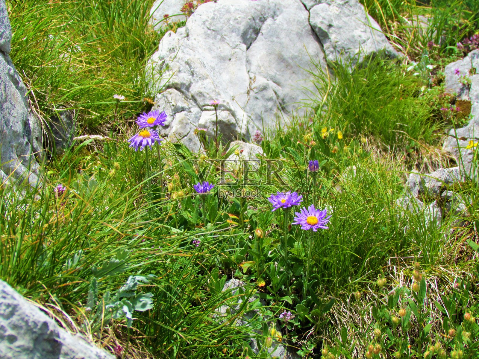 高山紫菀照片摄影图片