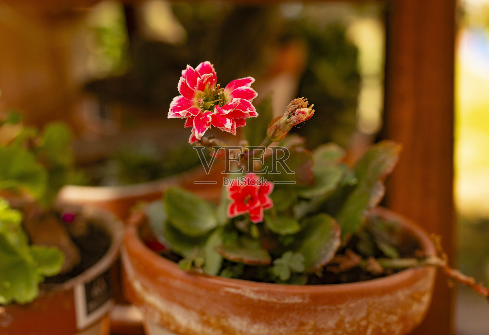 花照片摄影图片