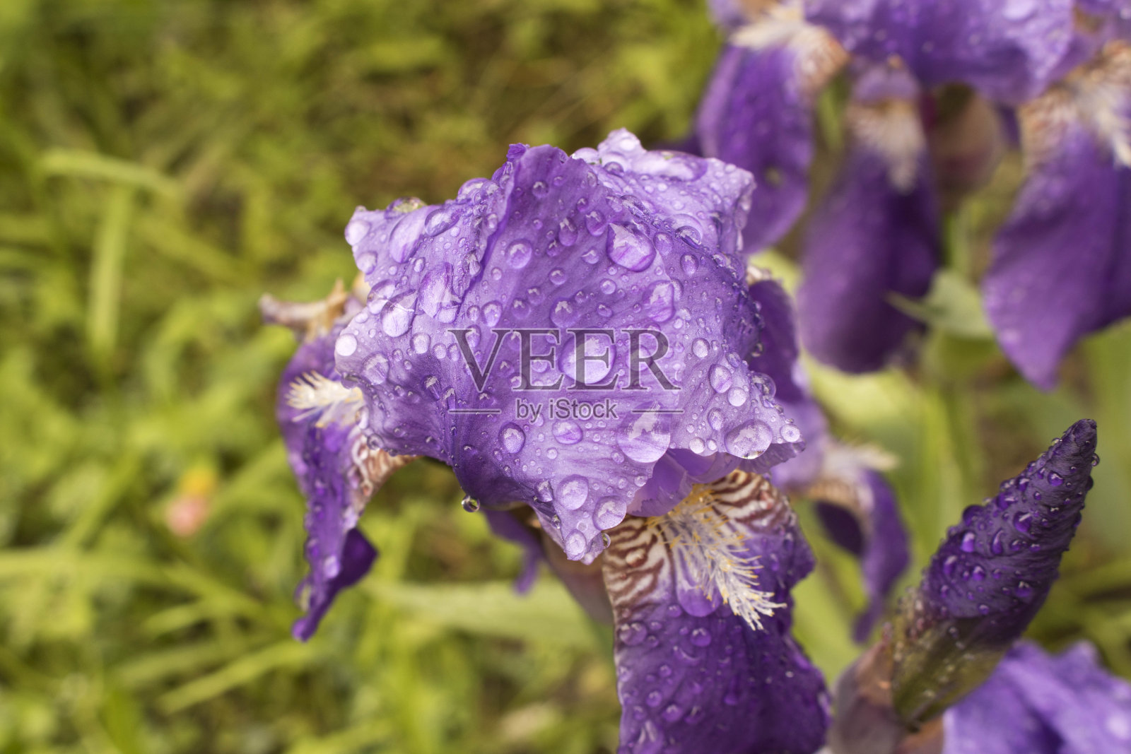 一朵带着雨滴的蝴蝶花花蕾。关闭了。有选择性的重点。照片摄影图片