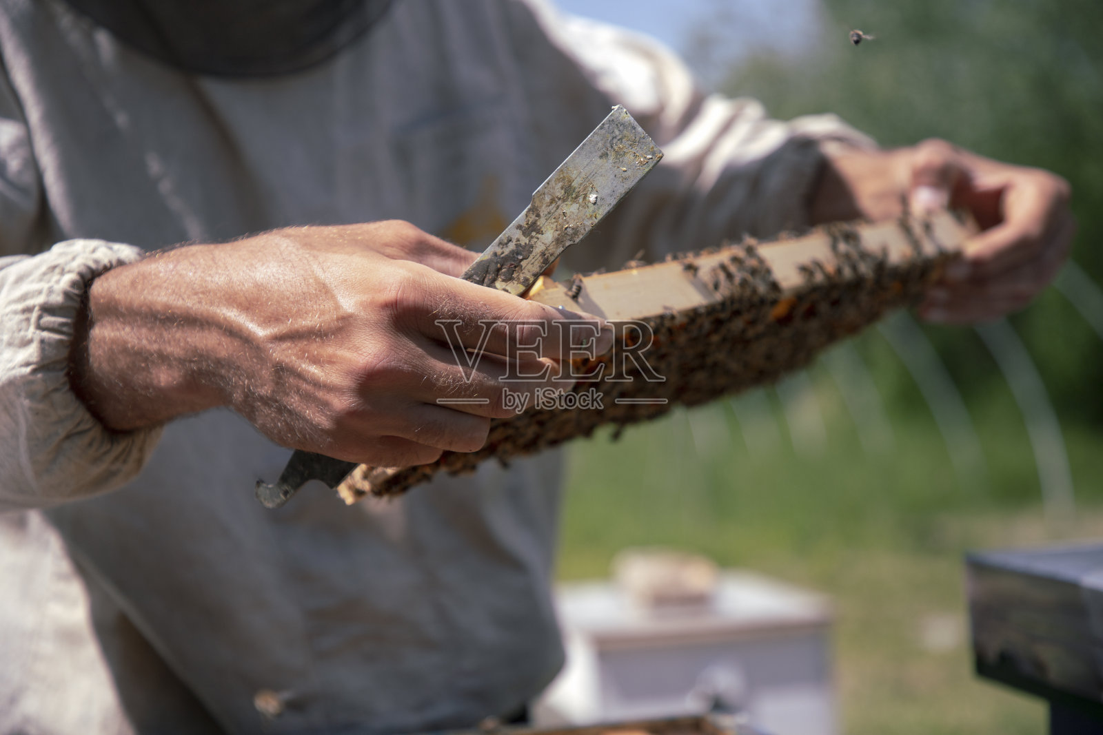 特写的养蜂人在蜂巢工作在蜂蜜农场照片摄影图片