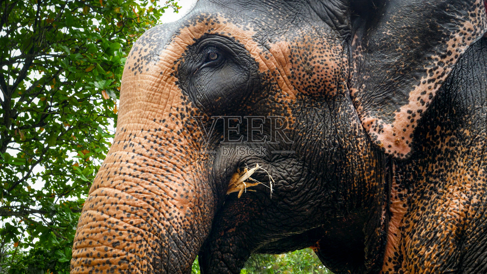 成年印度象在丛林森林的野生动物吃树枝和树叶的特写照片照片摄影图片