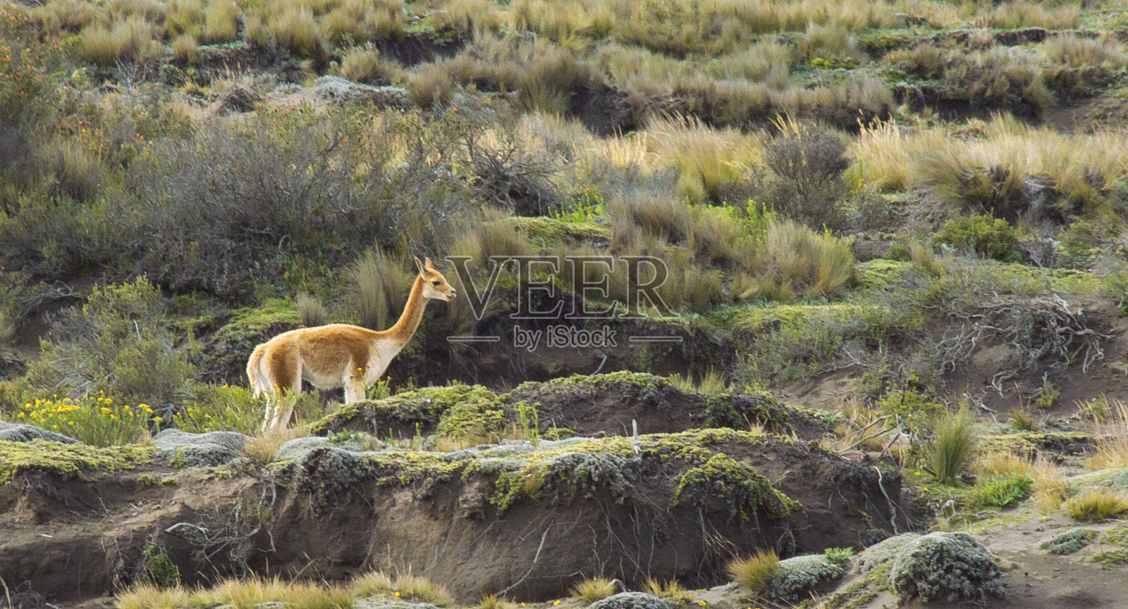 安第斯山脉的电话照片摄影图片