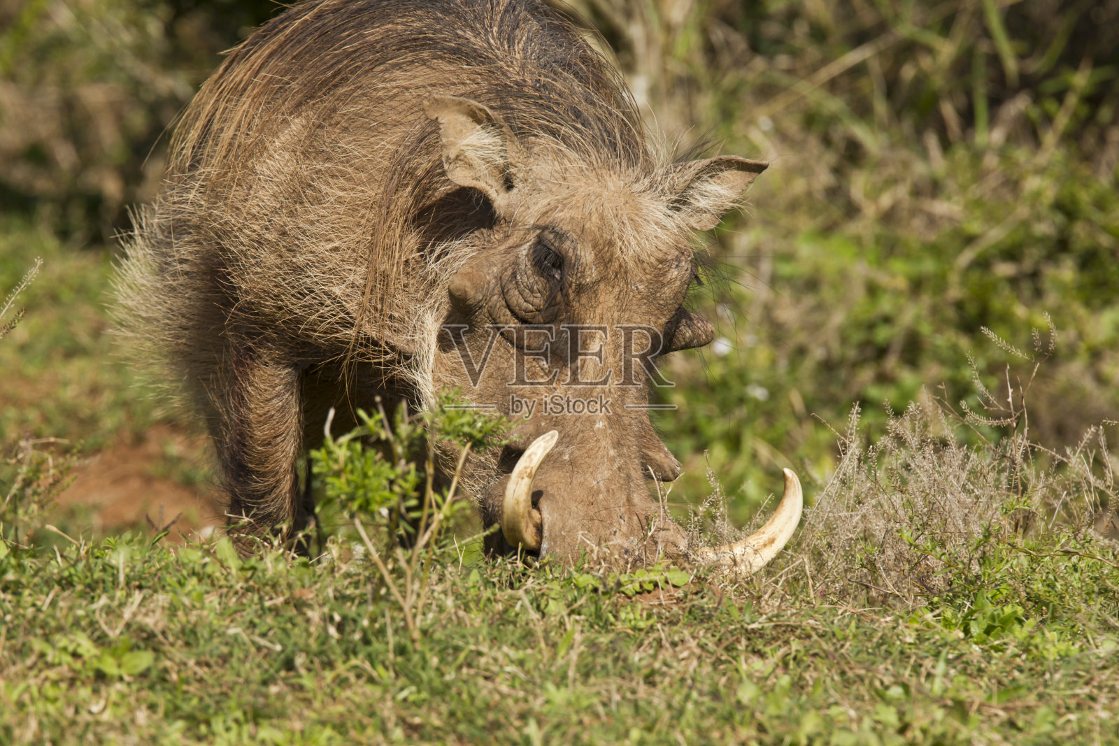 长着长牙的疣猪照片摄影图片