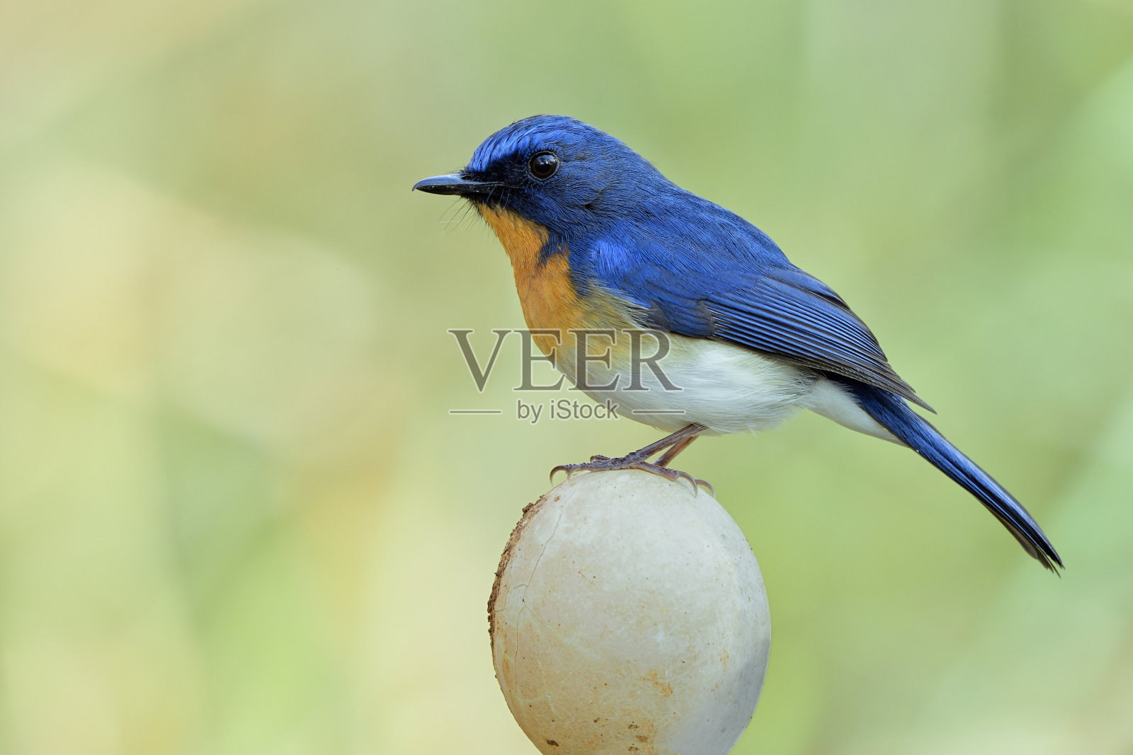 在椭圆形鸡蛋上投下的蓝鸟,印度支那或Tickell的蓝色捕蝇鸟(Cyornis tickelliae)照片摄影图片