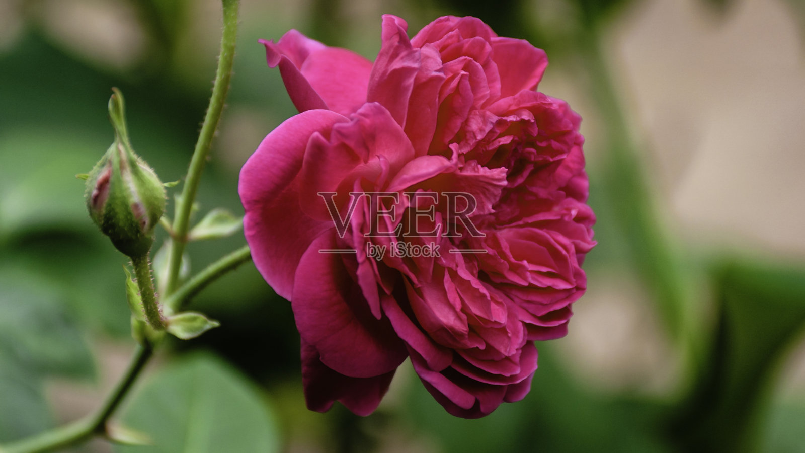 花照片摄影图片