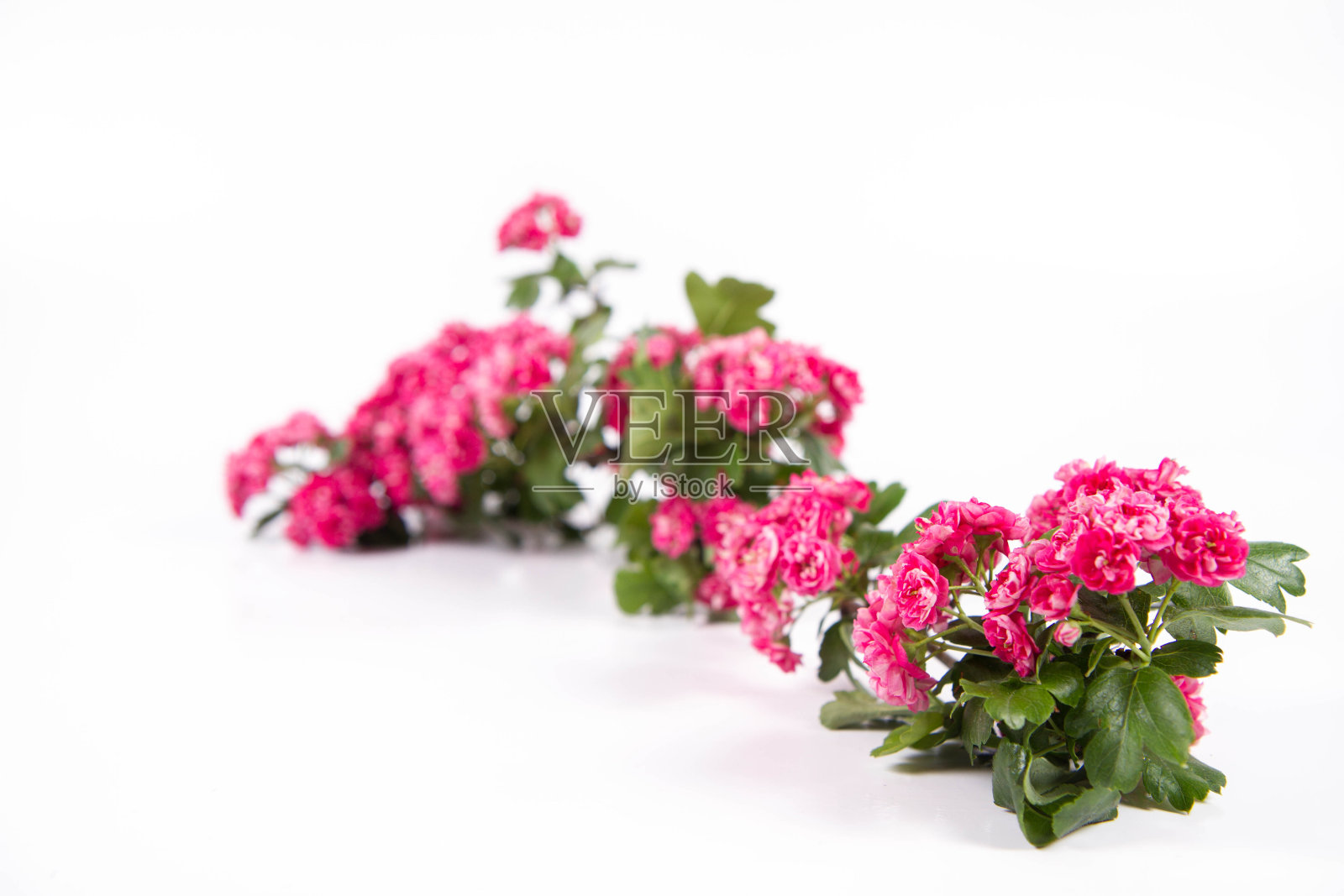 米德兰山楂植物照片摄影图片