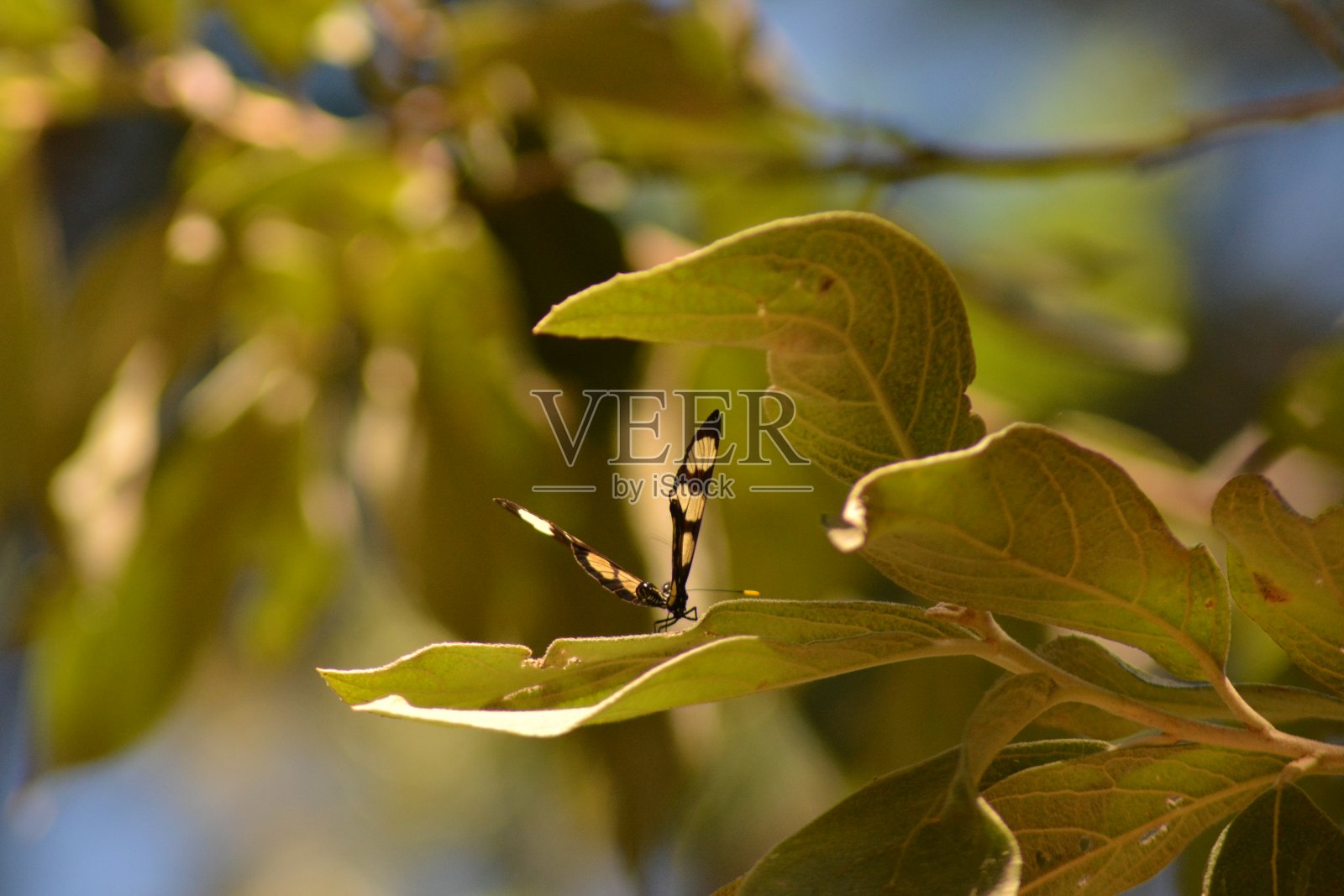 蝴蝶照片摄影图片